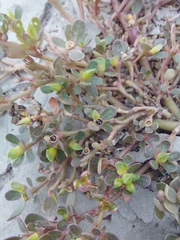 Portulaca oleracea
