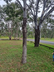 Corymbia tessellaris