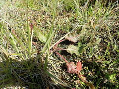 Rumex conglomeratus