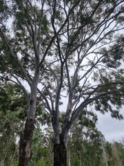 Corymbia tessellaris