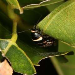 Ellipsidion