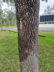 Corymbia tessellaris