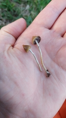 Psilocybe semilanceata