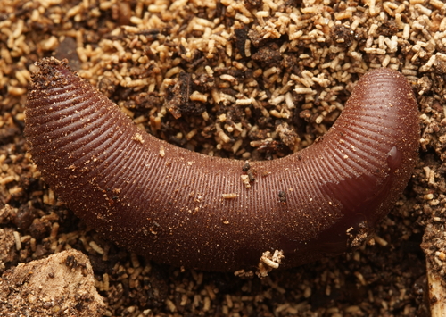 Representative image of Crassiclitellata