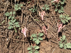 Dicentra uniflora