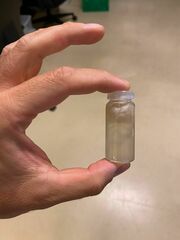 Craspedacusta sowerbii