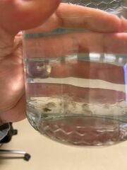 Craspedacusta sowerbii