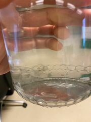 Craspedacusta sowerbii