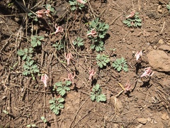 Dicentra uniflora