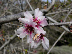 Prunus webbii