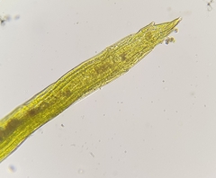 Dicranella varia