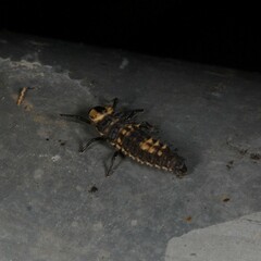 Harmonia testudinaria