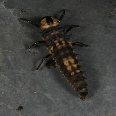 Harmonia testudinaria