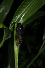 Cryptotympana holsti