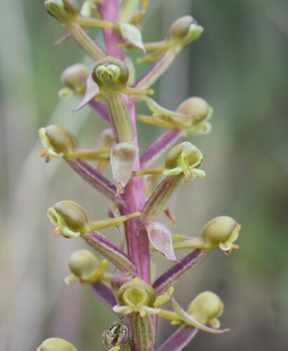 Image of Satyrium parviflorum by (c) Justin Ponder, some rights reserved (CC BY)