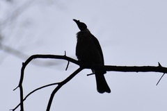 Philemon corniculatus