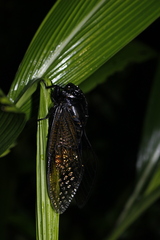 Cryptotympana holsti