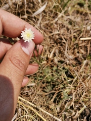 Hypochaeris albiflora