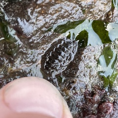 Polyplacophora