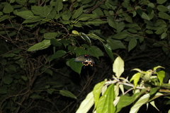 Papilio memnon heronus