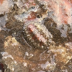 Polyplacophora