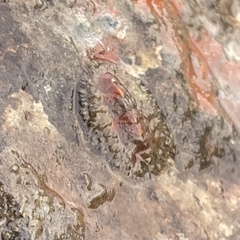 Polyplacophora