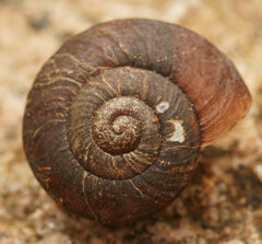Pommerhelix mastersi