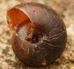 Pommerhelix mastersi