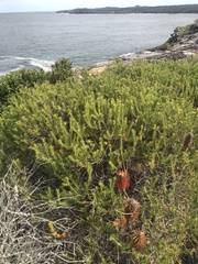 Banksia ericifolia
