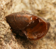 Pommerhelix mastersi