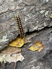 Rudiloria