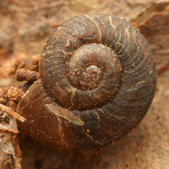 Pommerhelix mastersi