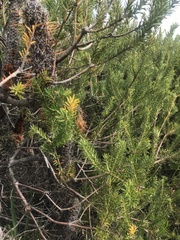 Banksia ericifolia