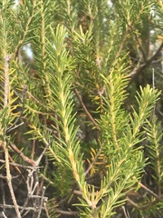 Banksia ericifolia