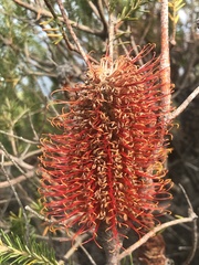 Banksia ericifolia