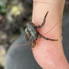 Pagurus granosimanus