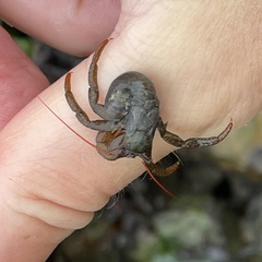 Pagurus granosimanus