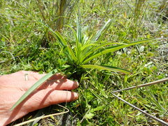 Lilium formosanum