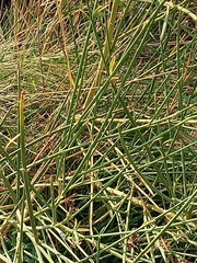 Eleocharis sphacelata