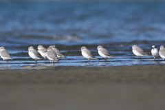 Anarhynchus frontalis