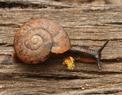 Austrorhytida capillacea