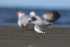 Anarhynchus frontalis