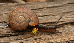 Austrorhytida capillacea