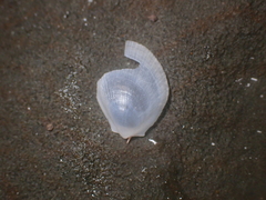 Limaria orientalis
