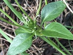 Opercularia ovata