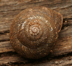 Pommerhelix mastersi