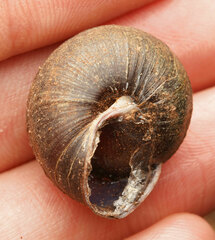 Pommerhelix mastersi