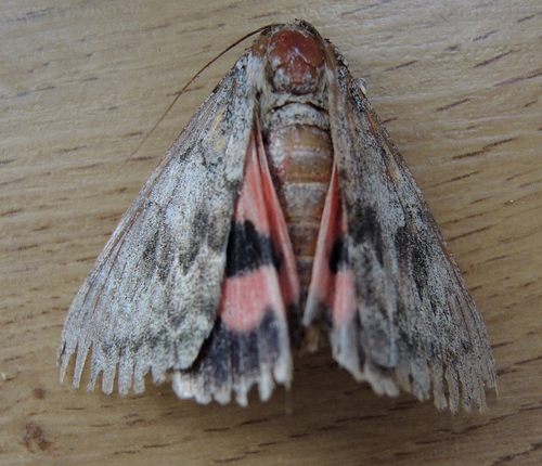 French Red Underwing, Център, Болгария, photo 9 of 10