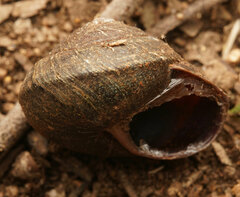 Pommerhelix mastersi
