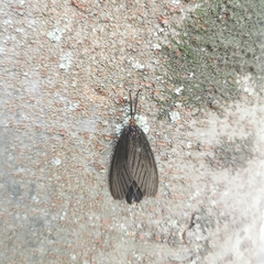 Histia flabellicornis